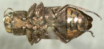 Media type: image;   Entomology 2687 Aspect: habitus ventral view
